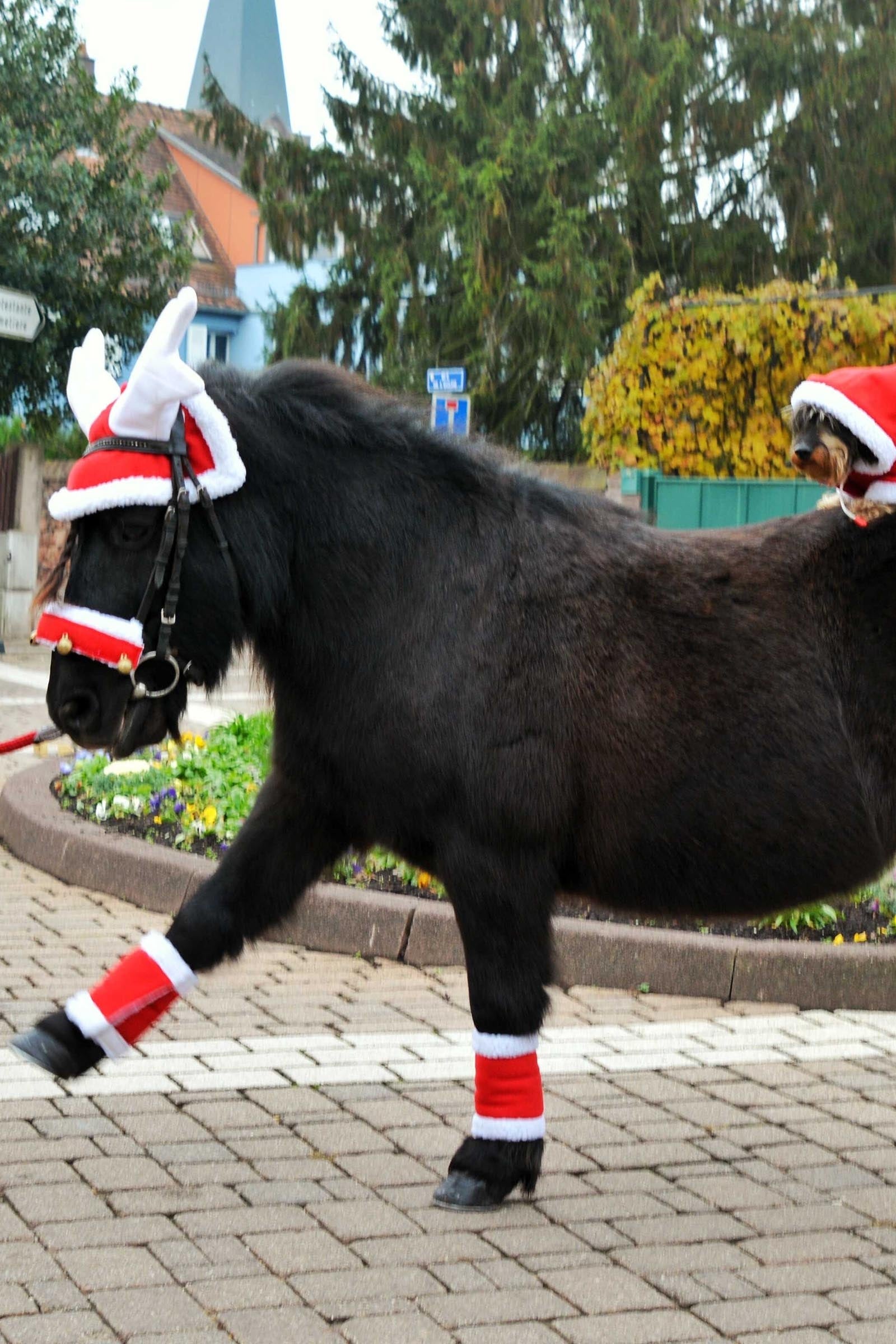 Equi Theme EQUITHÈME Reindeer Christmas Fly Mask Saddle Pads