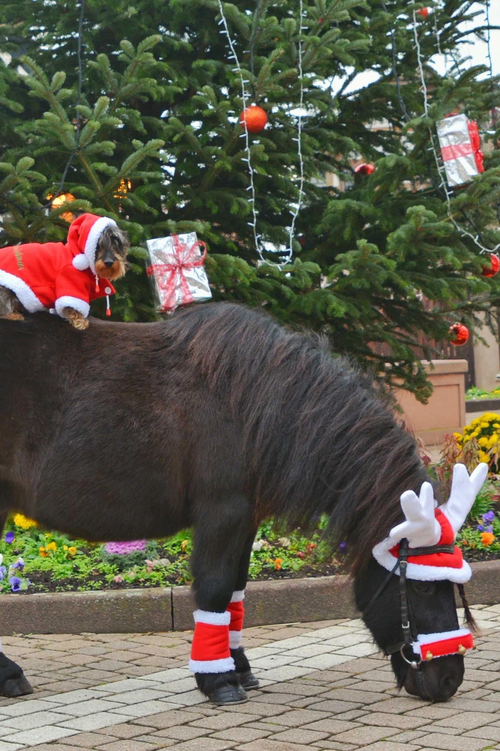Equi Theme EQUITHÈME Reindeer Christmas Fly Mask Saddle Pads