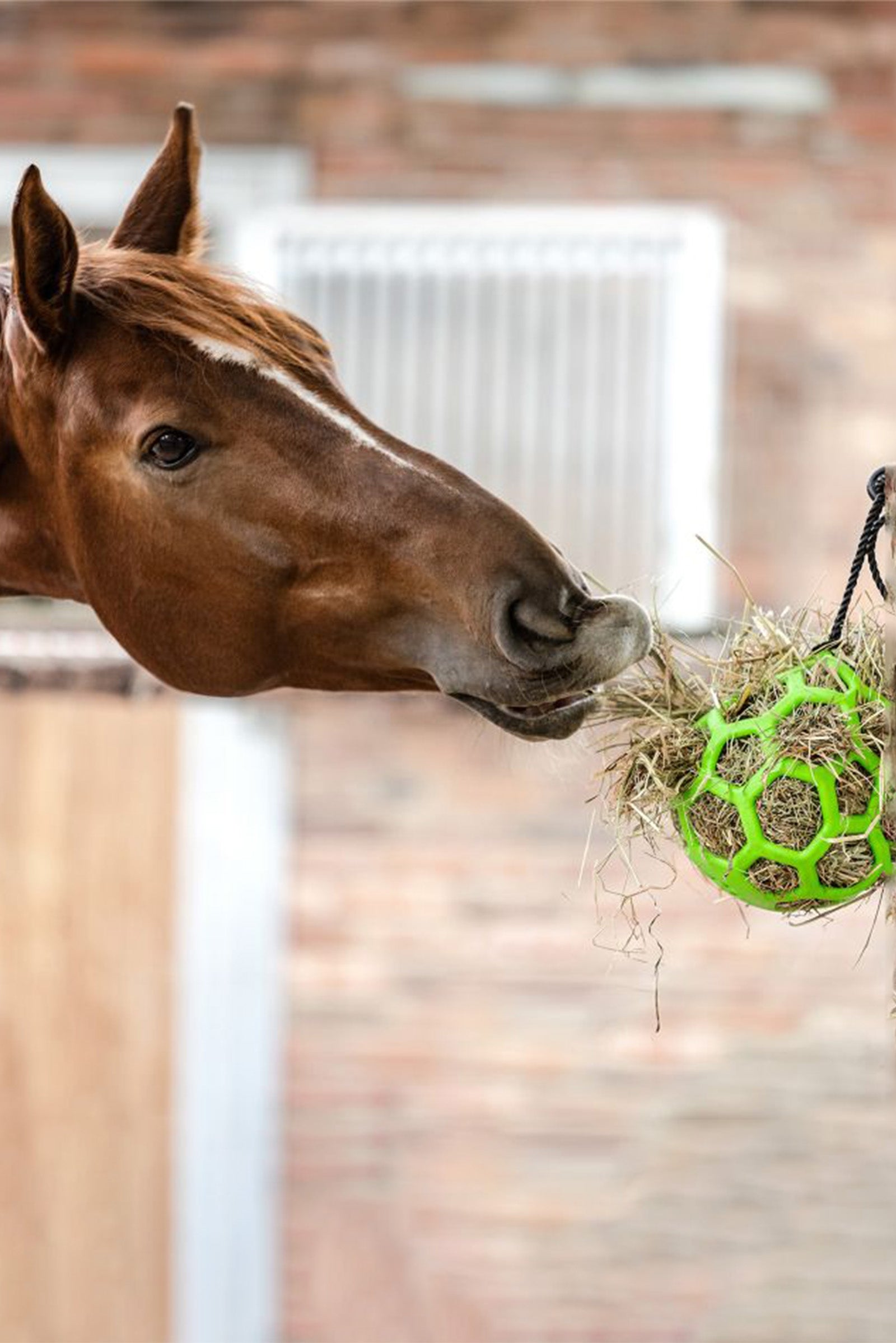 Waldhausen Hay Ball Horse Feeders & Waterers