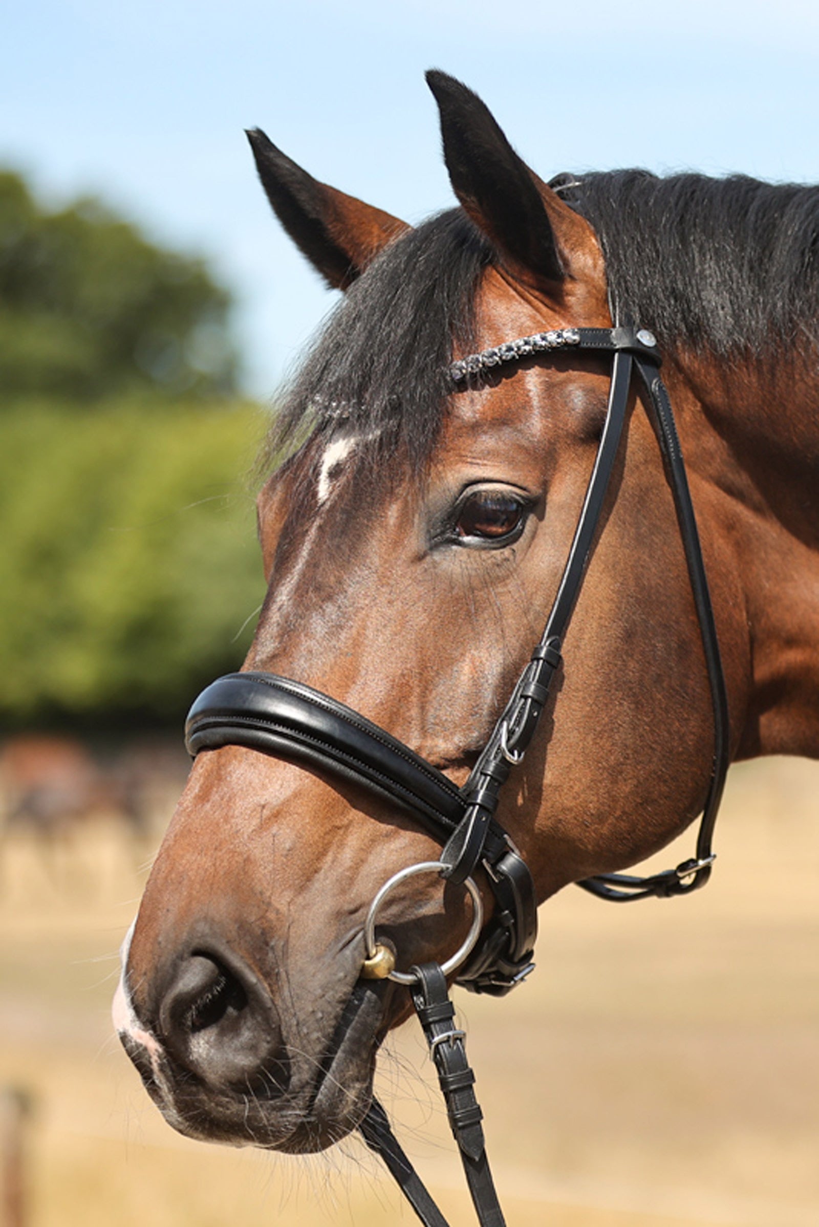 Kavalkade Ayana KavalSH4 Trense Trensenzäume & Zügel