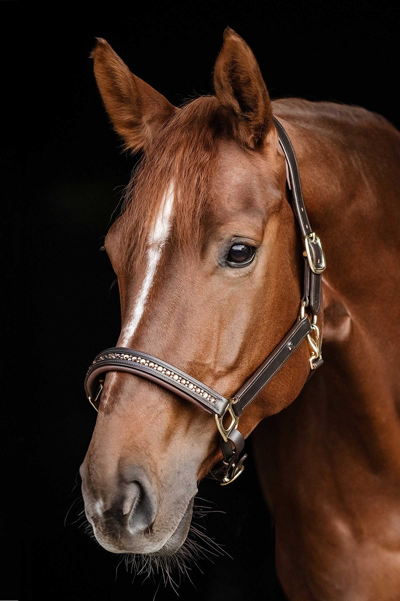 Waldhausen X-Line Leather halter Crystal Halters & Leads