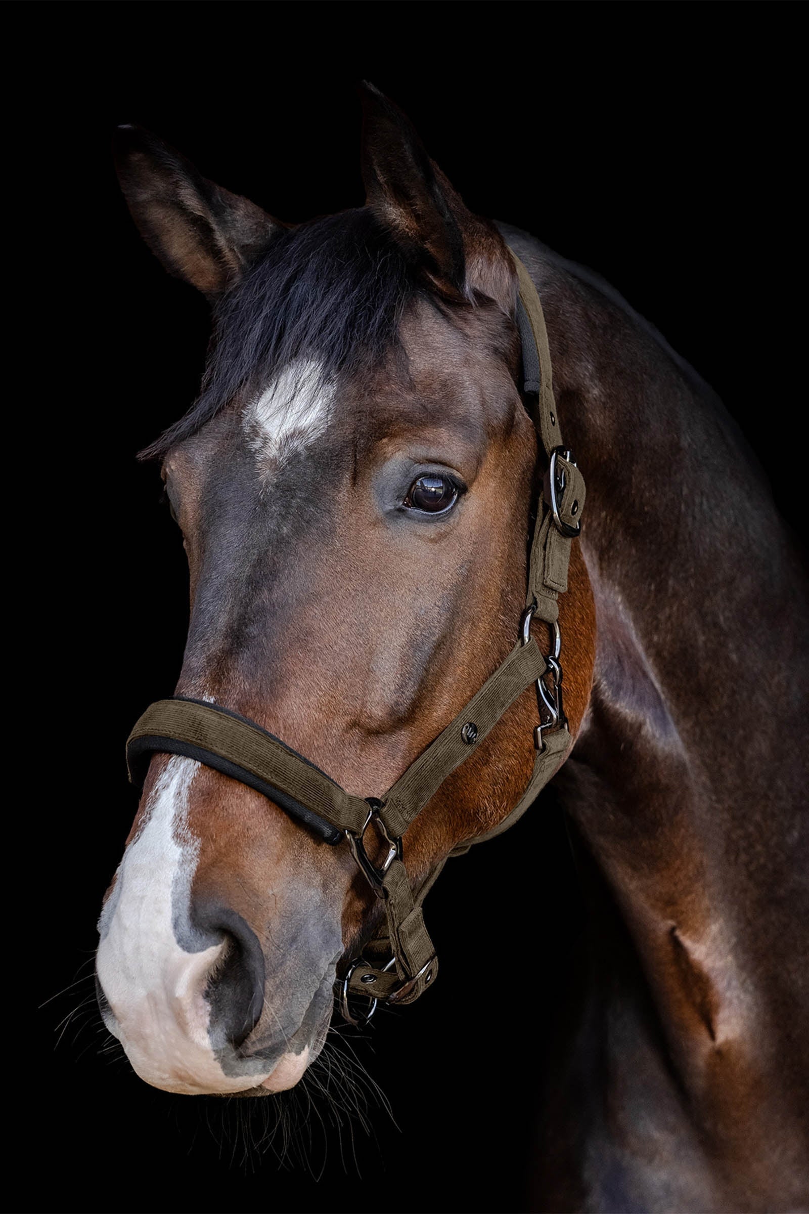 Waldhausen St. Gallen Halter Halters & Leads