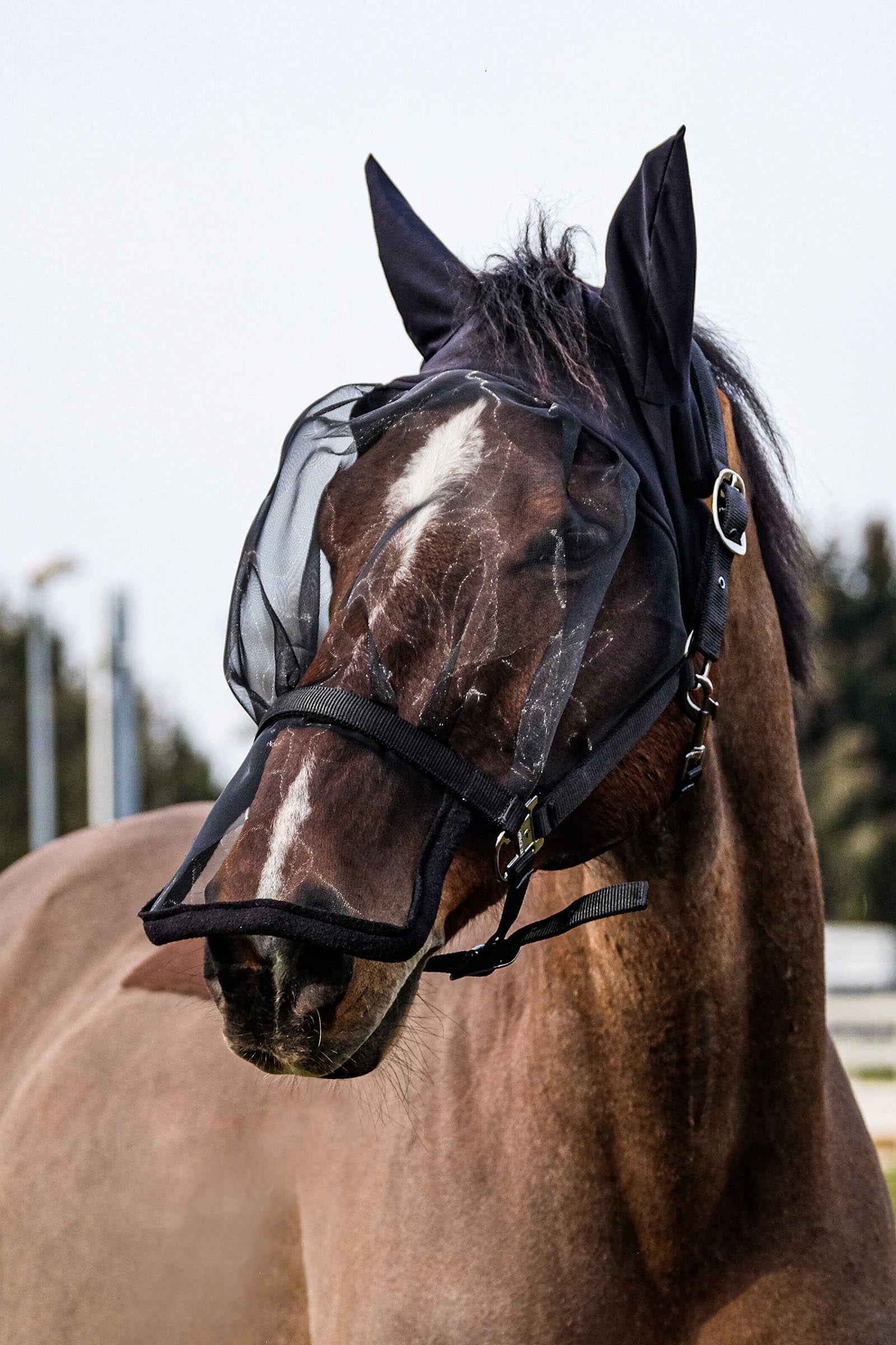 Equi Theme EQUITHÈME Halter + Anti UV Mask Antifly Protection for Horses