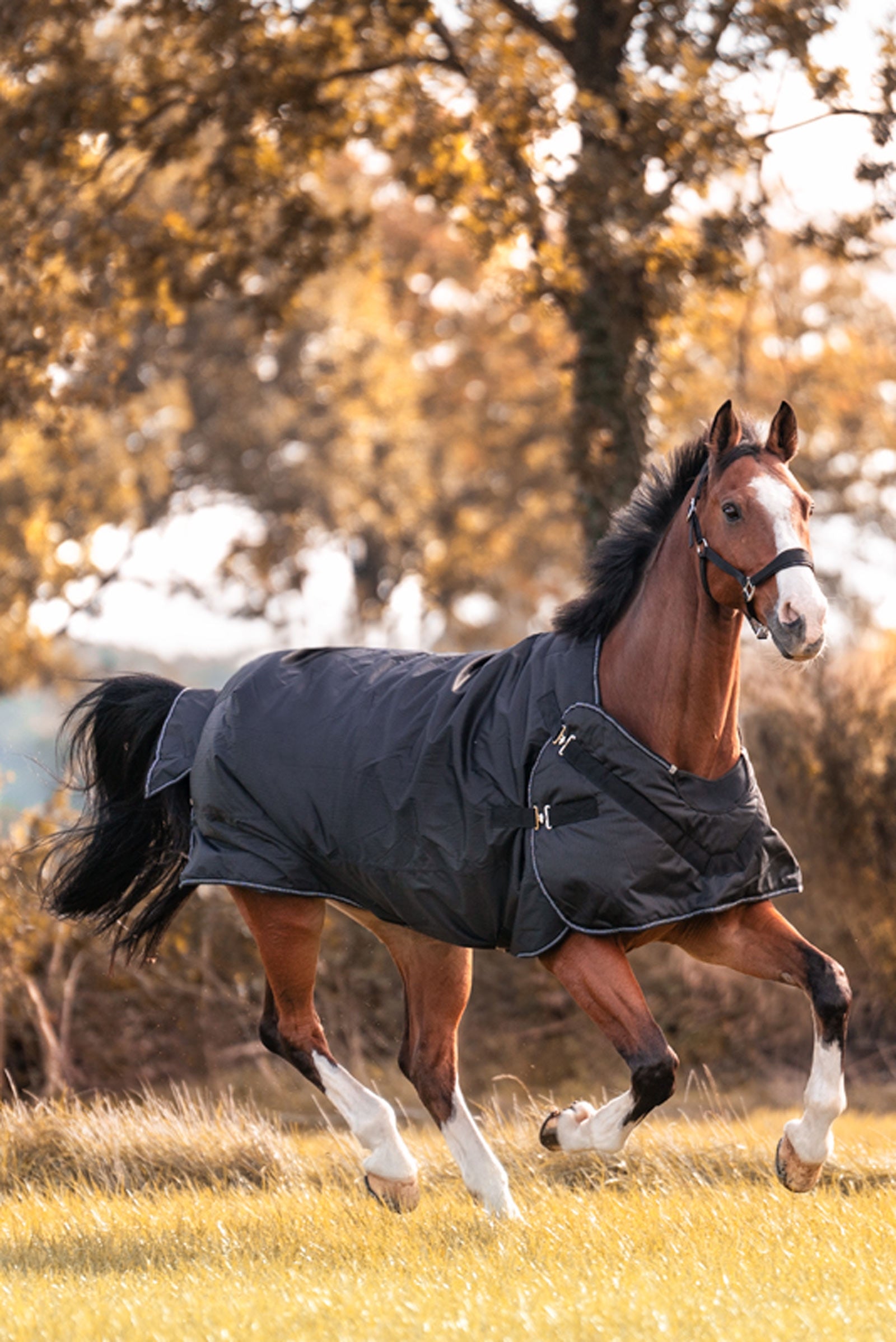 Kavalkade Halifax 2in1 Weidedecke und Führanlagendecke 200g Pferdedecken