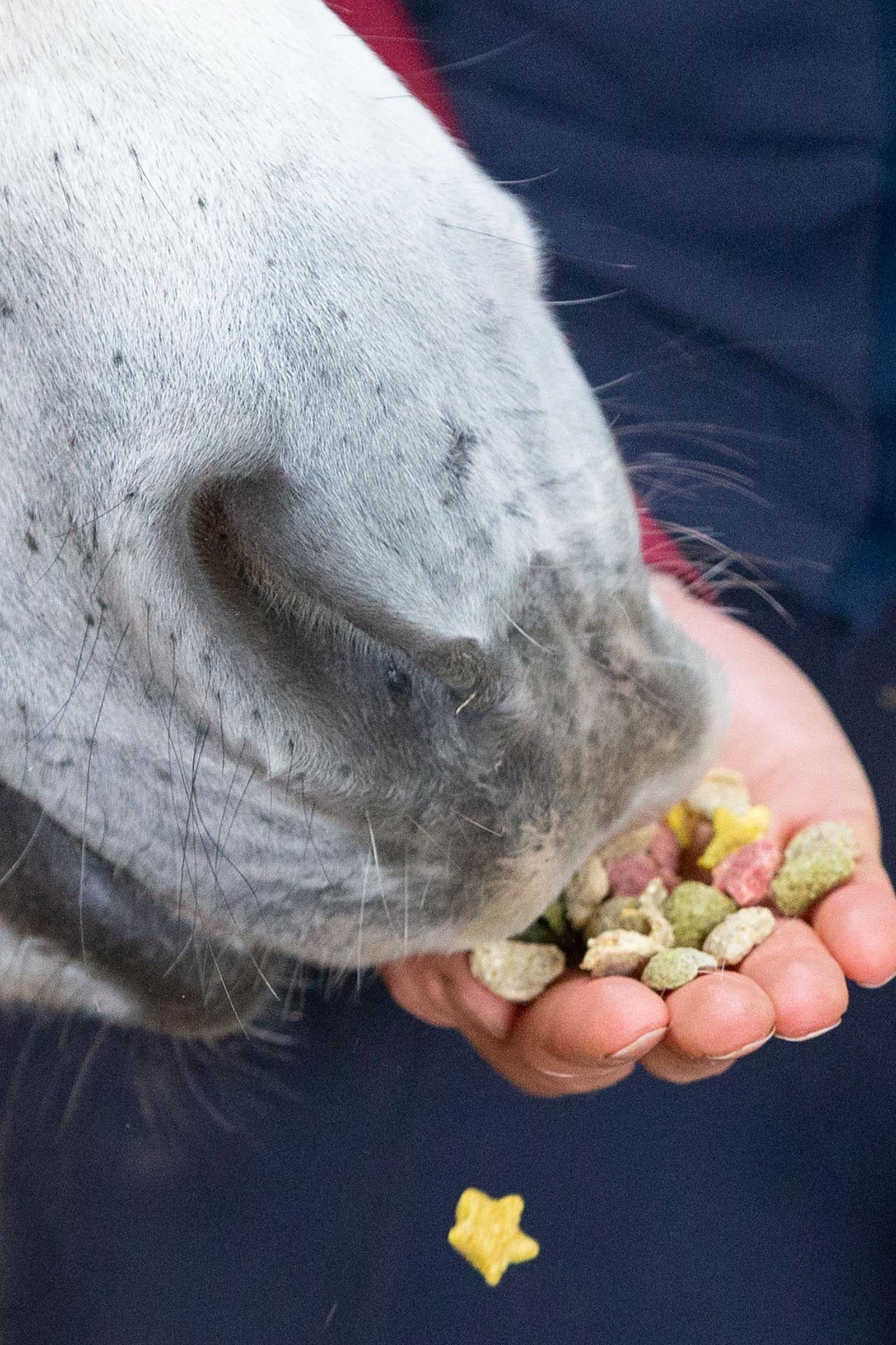 Likit Snaks, 500g Horse Feed & Nutrition