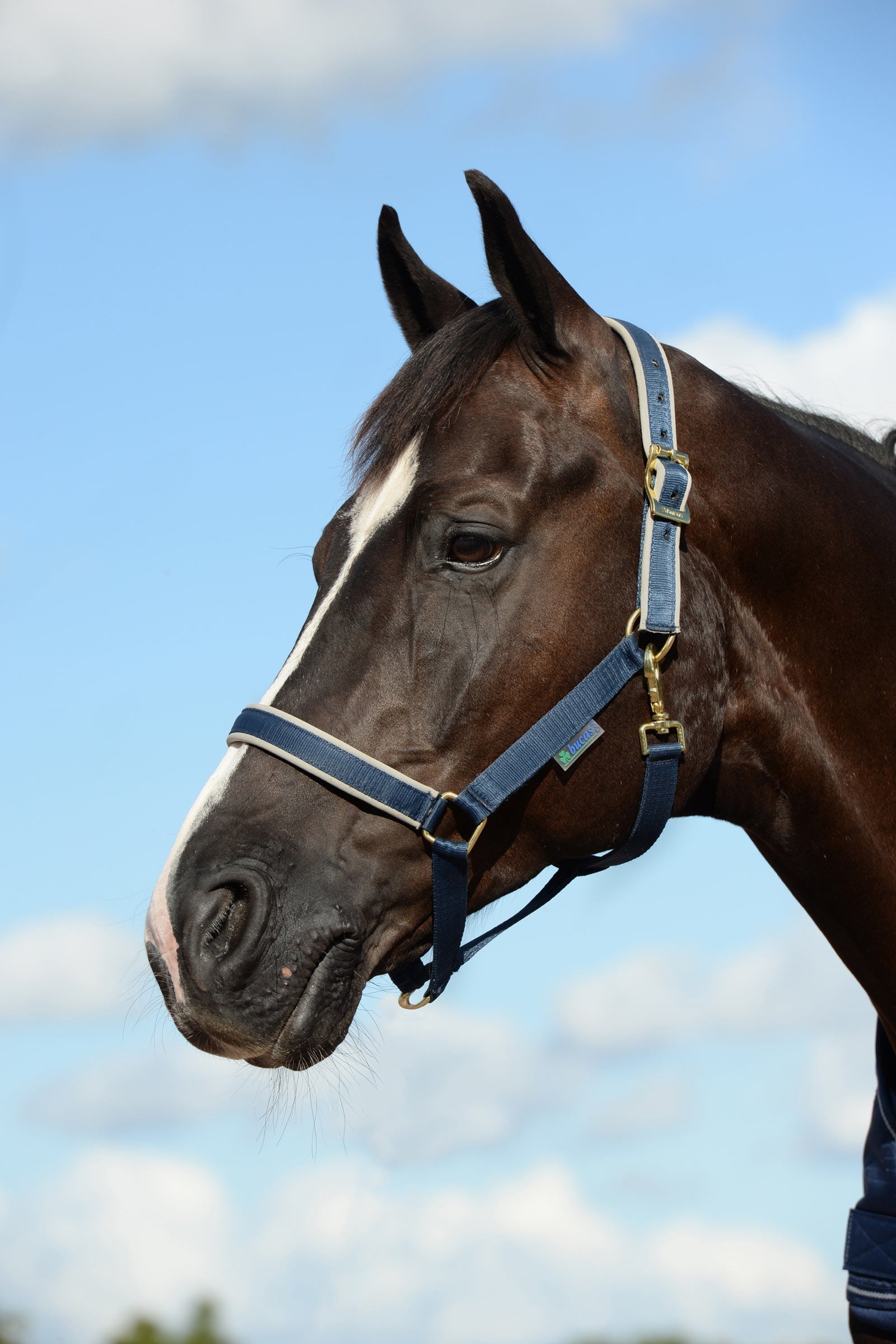 Bucas Dublin Gepolstertes Halfter Halfter & Stricke