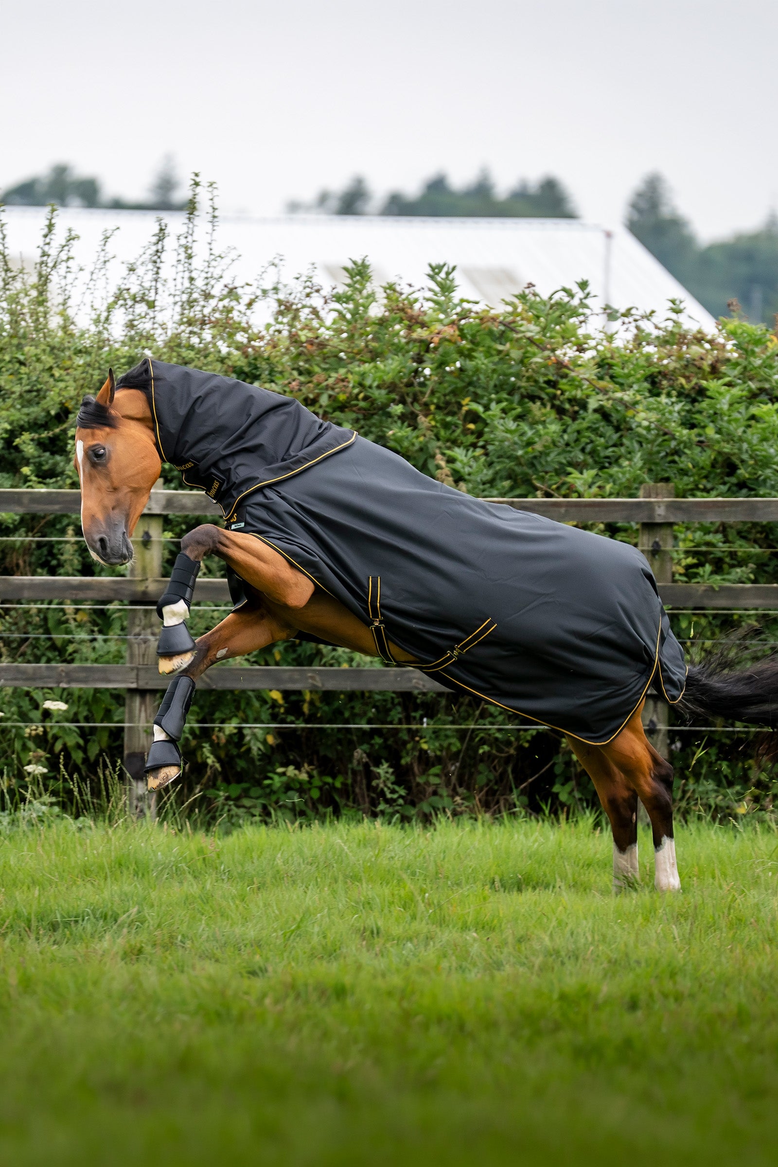 Bucas Irish Turnout 50 g Rug & Neck Horse Rugs