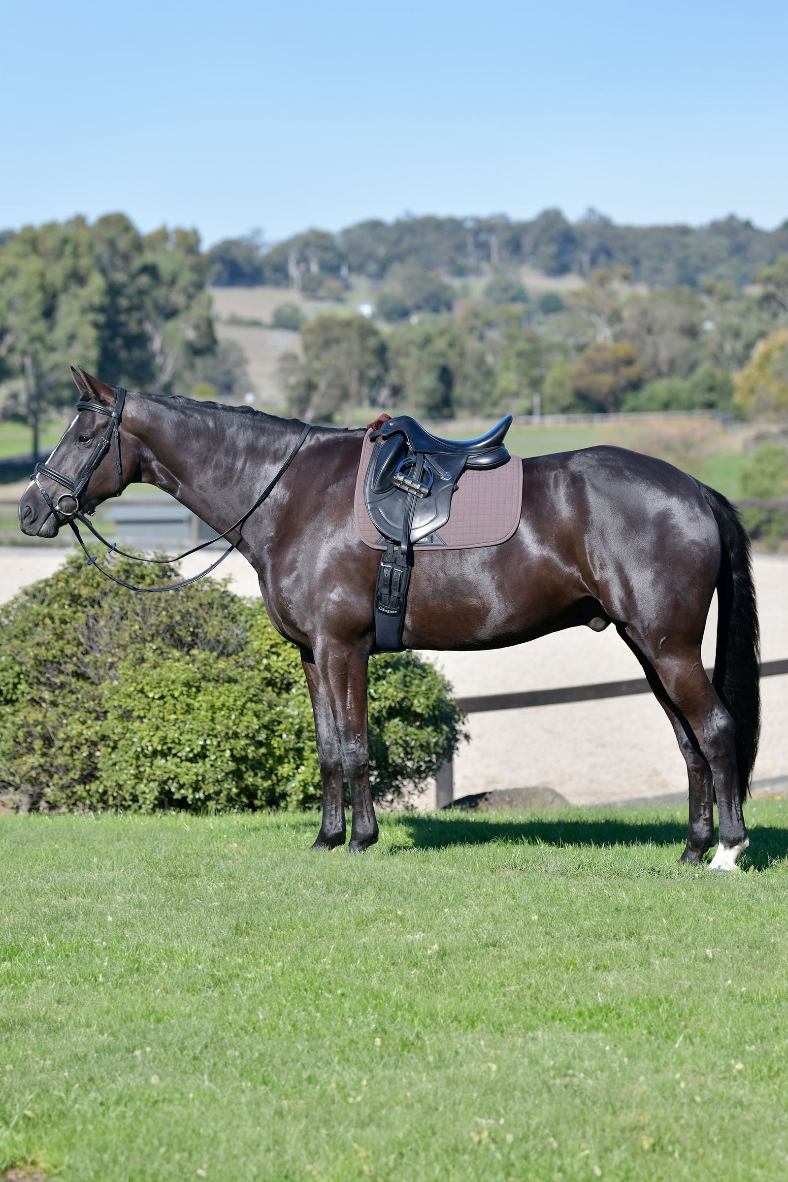 Weatherbeeta Prime Comfy Fleece Dressage Saddle Pad Saddle Pads