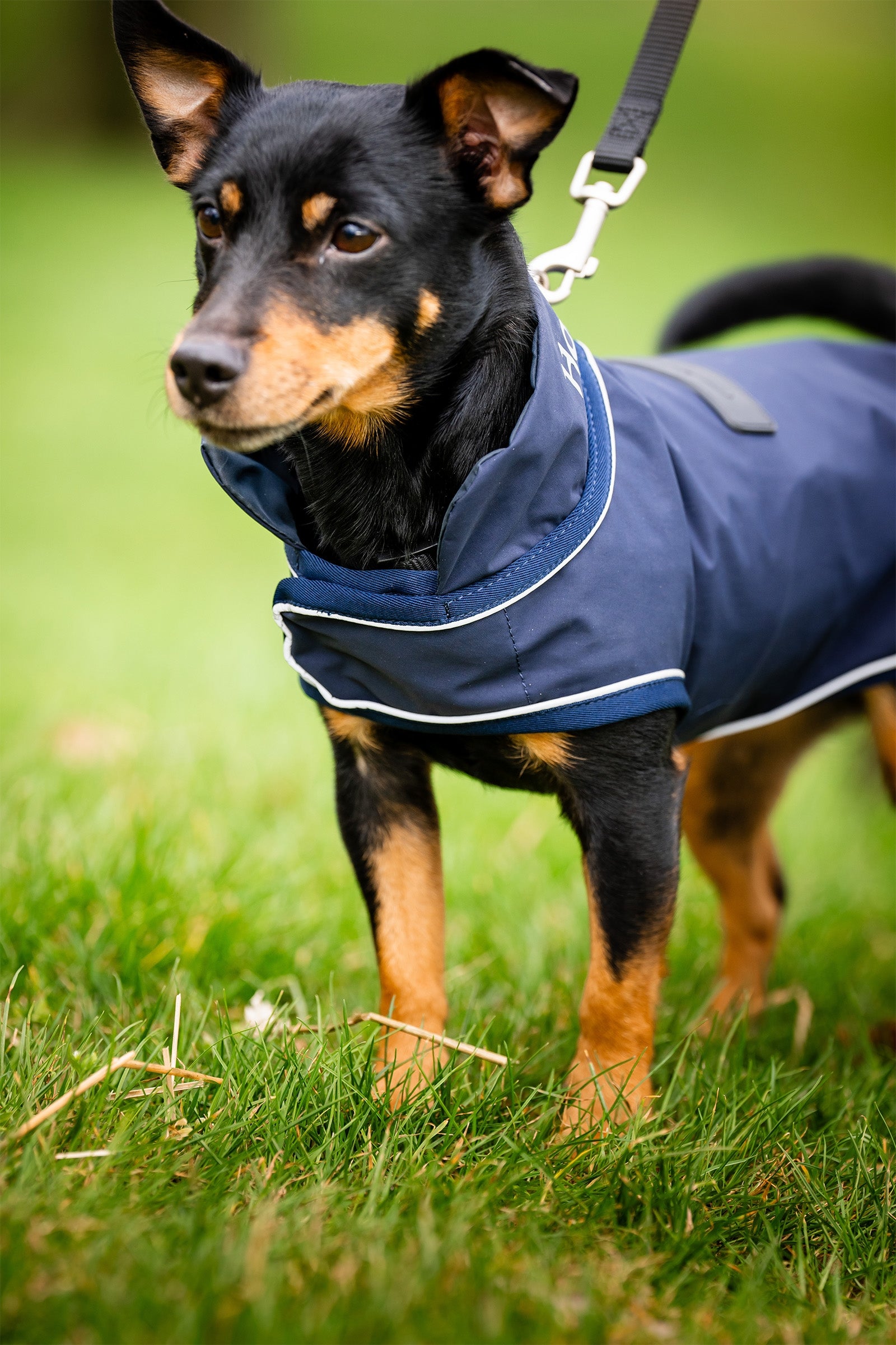 Horseware Signature Dog Rain Coat Dog Accesories