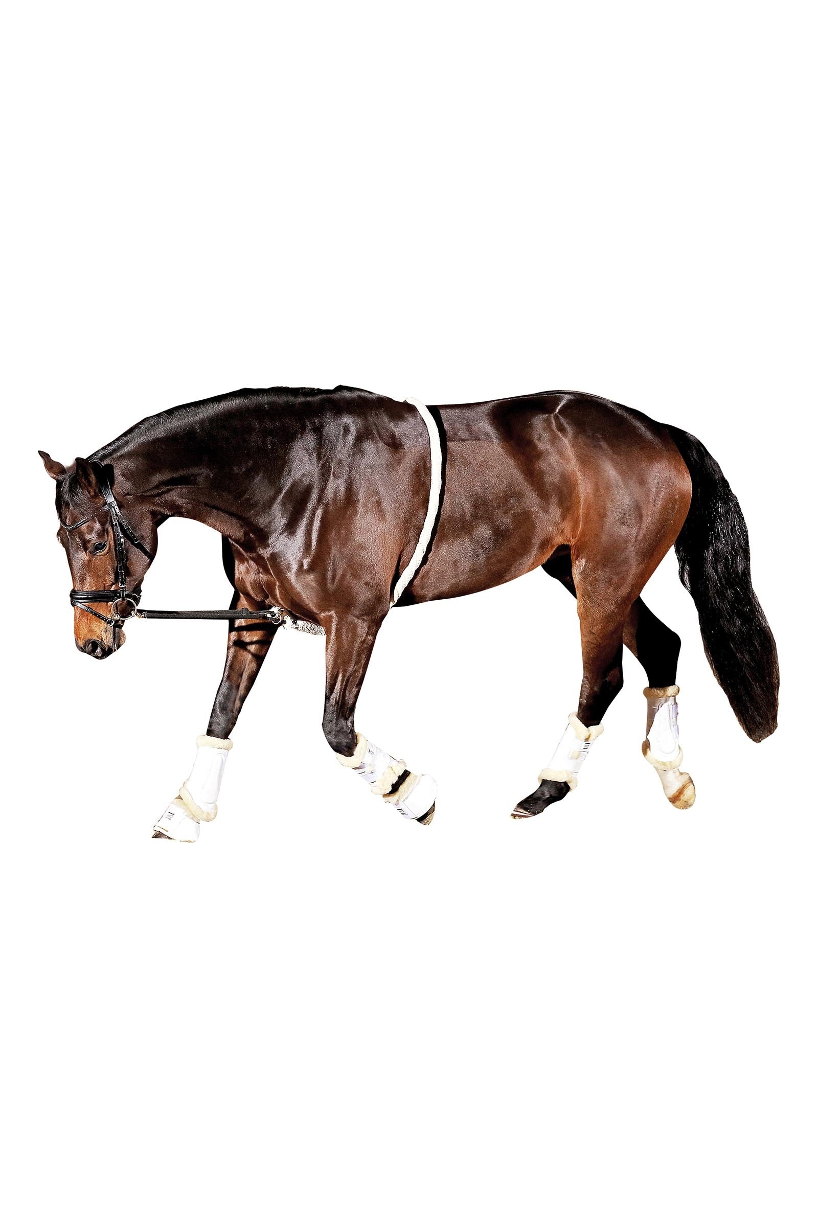 Horse Guard HorseGuard Soft Longierhilfe Longieren & Bodenarbeit