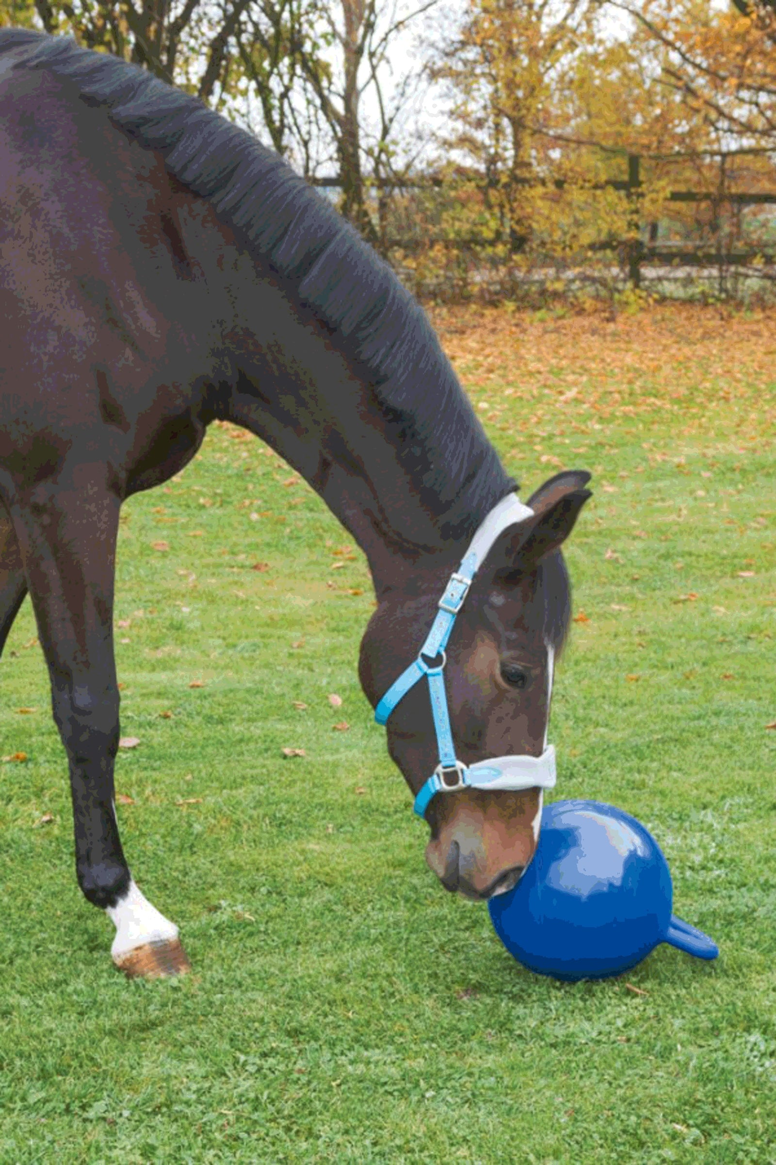 Kerbl Horse Play Ball Stable Equipment