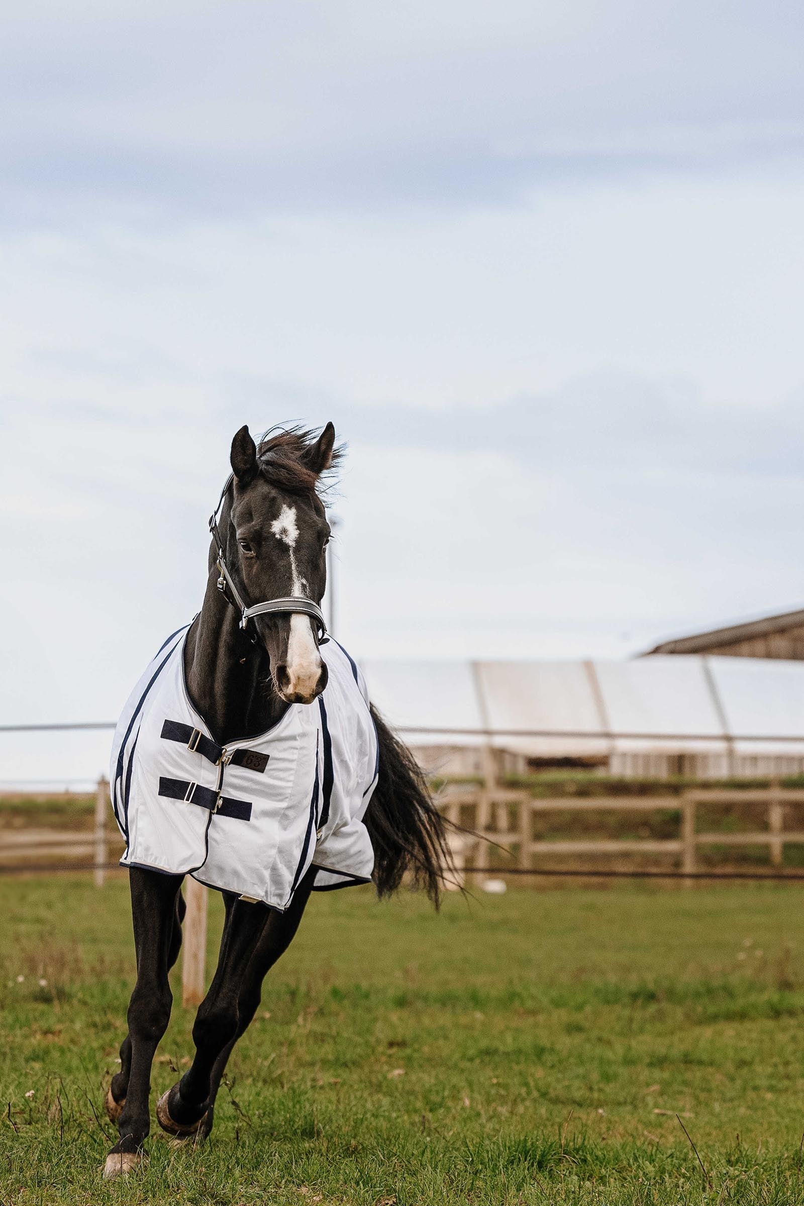 EQUITHÈME Mesh Anti-Insect Sheet Horse Rugs