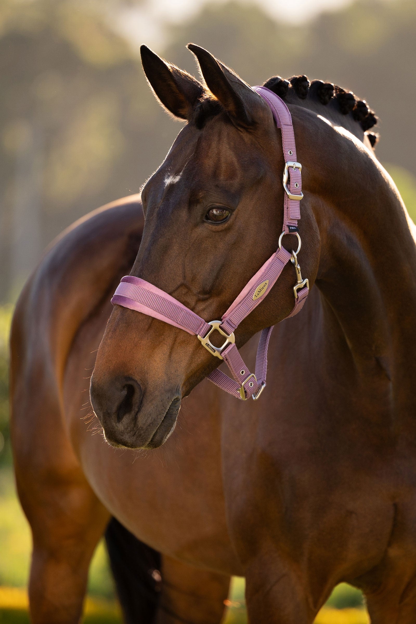 LeMieux Versailles Headcollar Halters & Leads