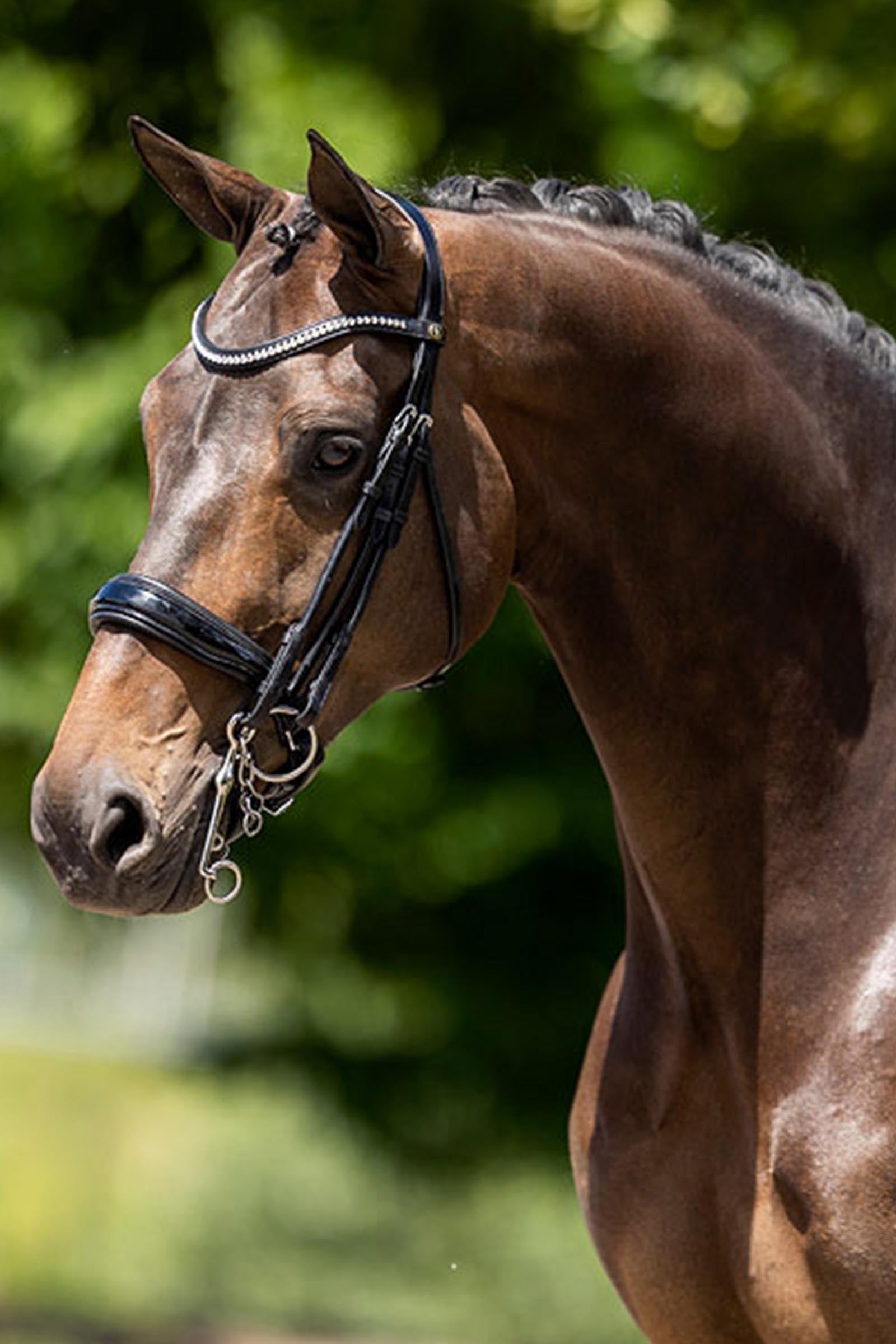 BR Keswick Weymouth Bridle Bridles & Reins