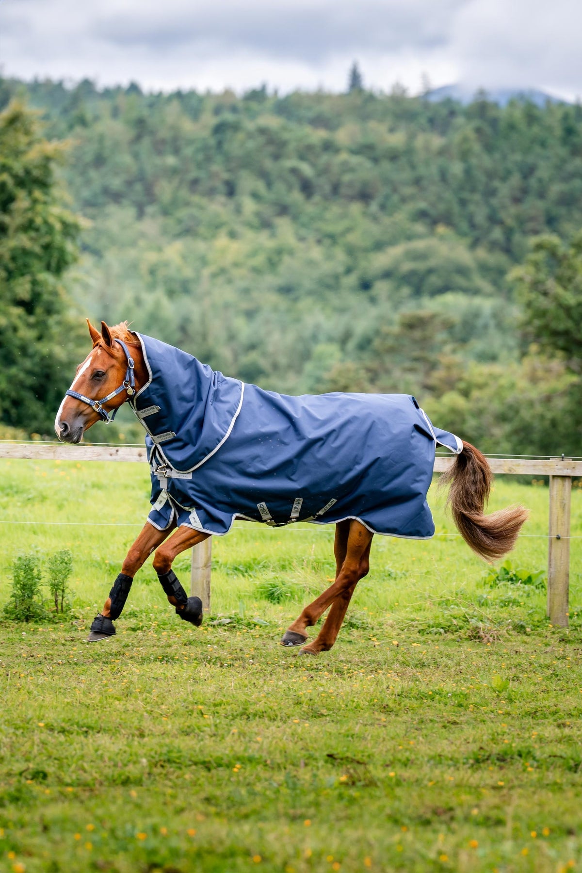 Horseware Amigo Bravo 12 Plus Weidedecke mit abnehmbarem Hals, 400g Pferdedecken