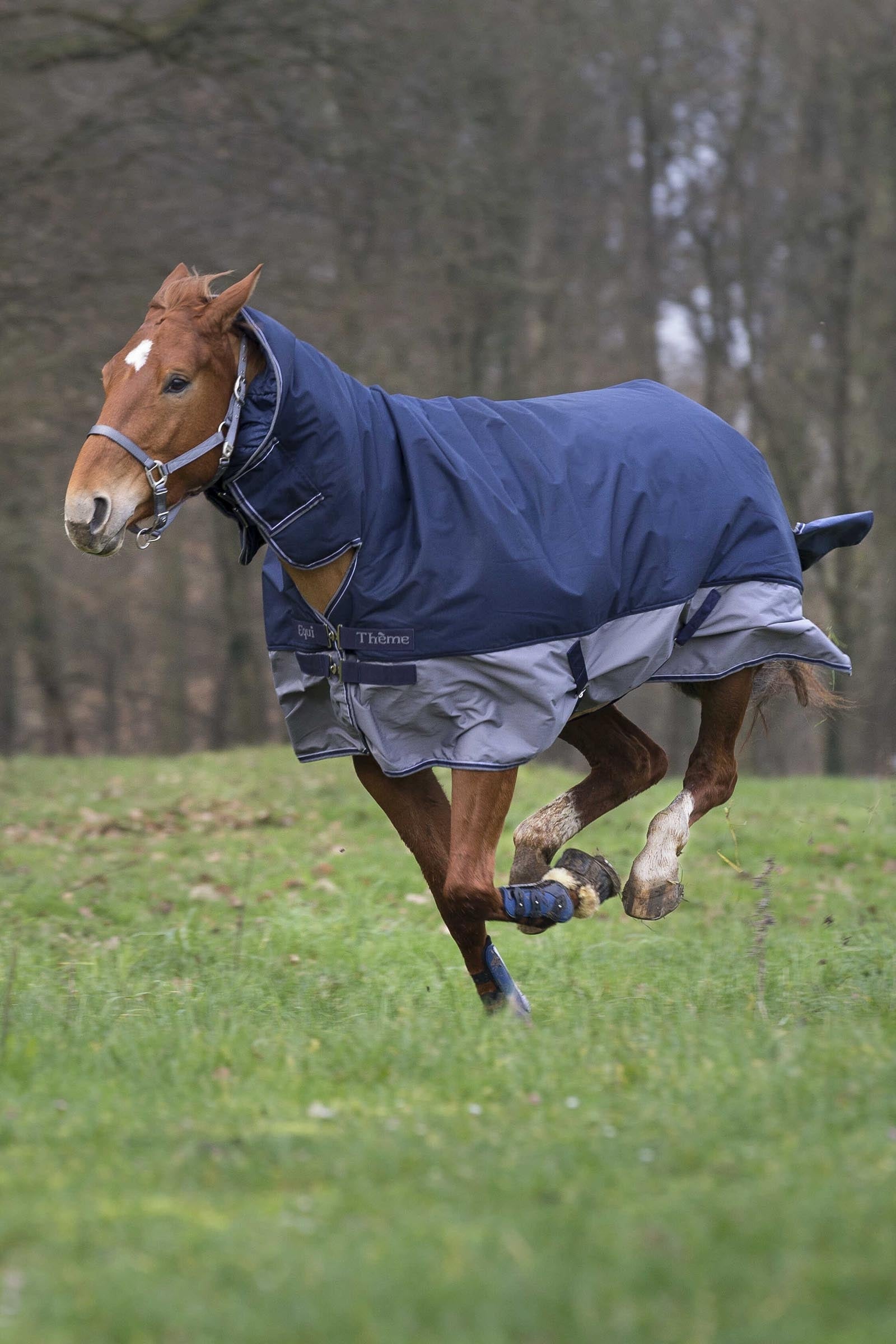 Equi Theme EQUITHÈME TYREX 600D Combo Rug, 200 g Horse Rugs