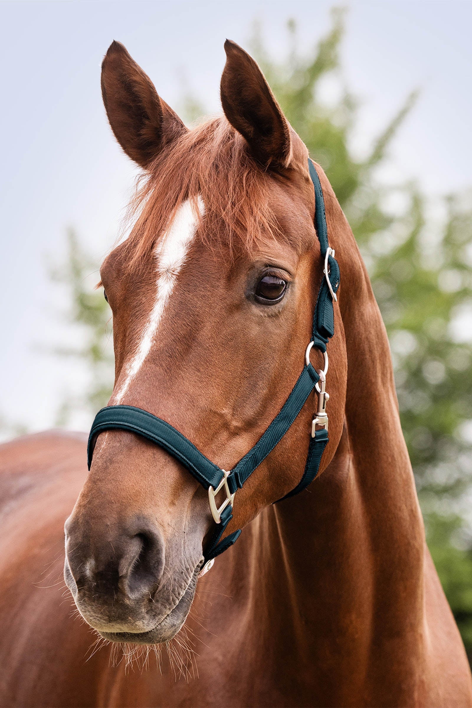 Waldhausen Perlon Satin Halter Halters & Leads