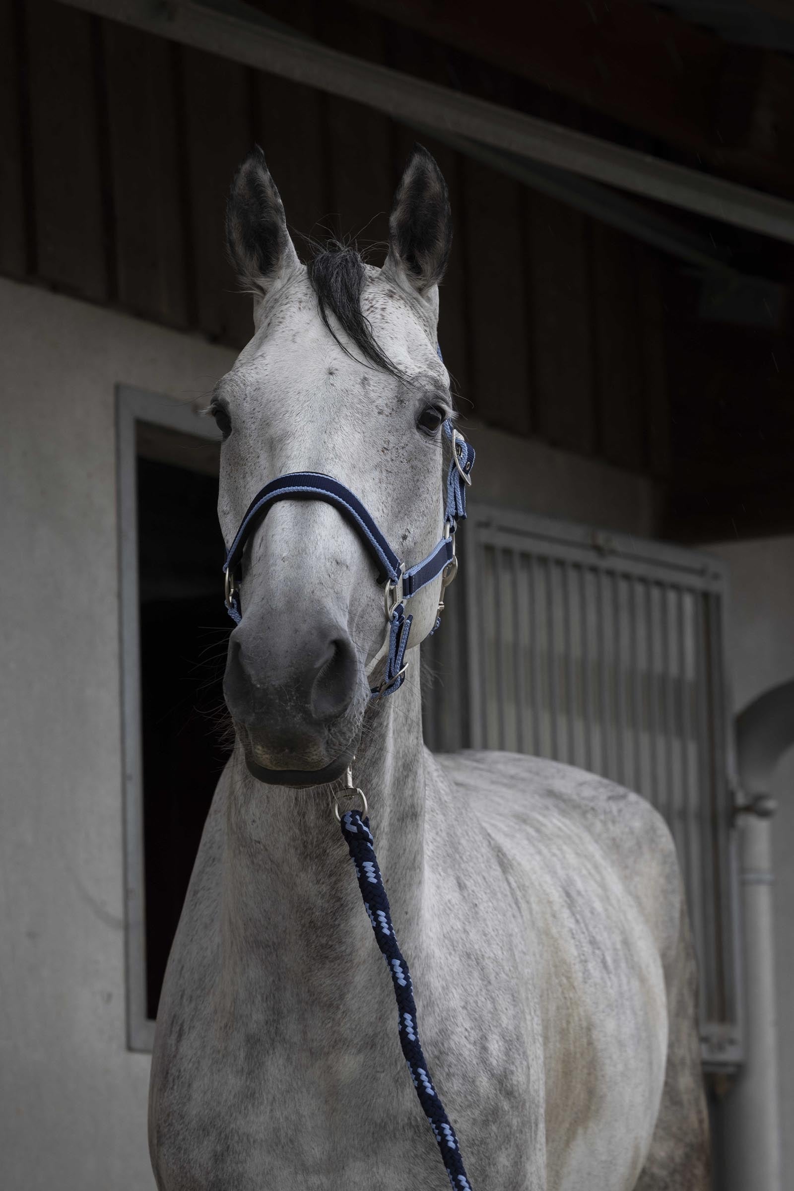 Equi Theme EQUITHÈME Satin Halter + Lead Halters & Leads