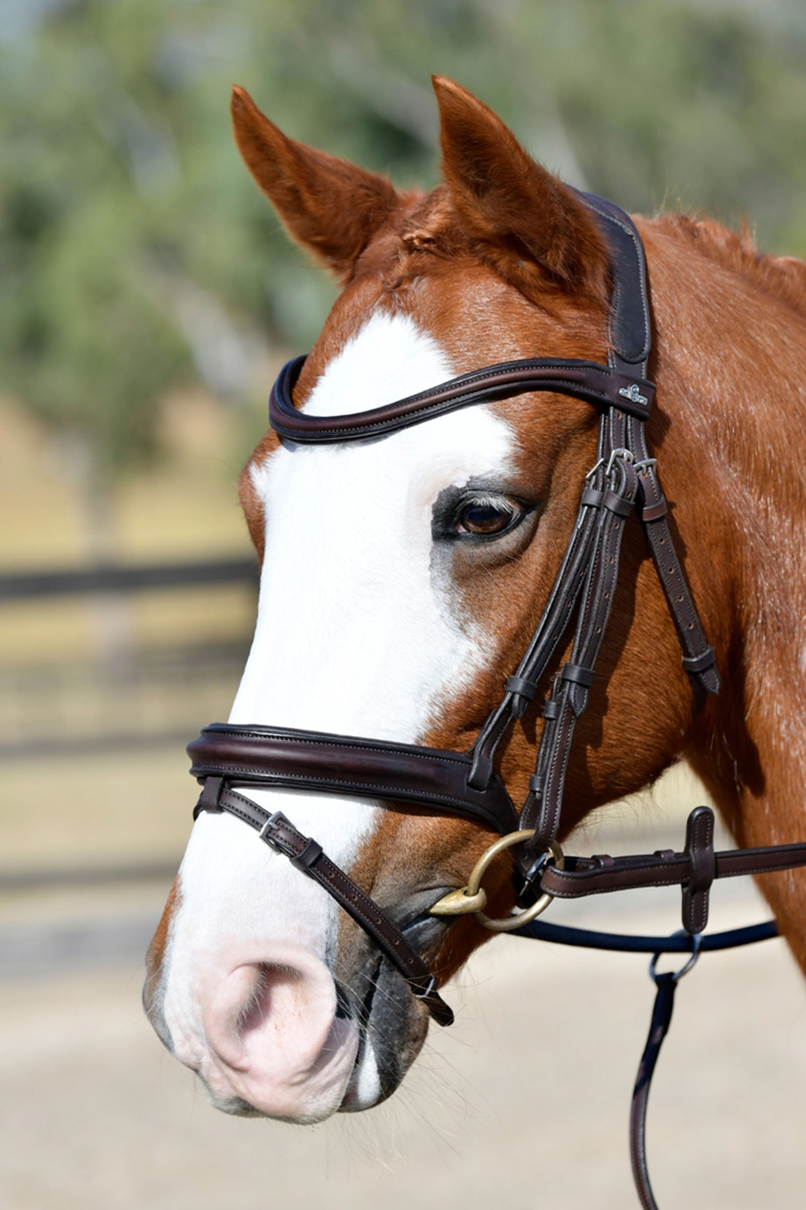 Collegiate Comfitec Opulux Plain Padded Hanoverian Flash Bridle Bridles & Reins