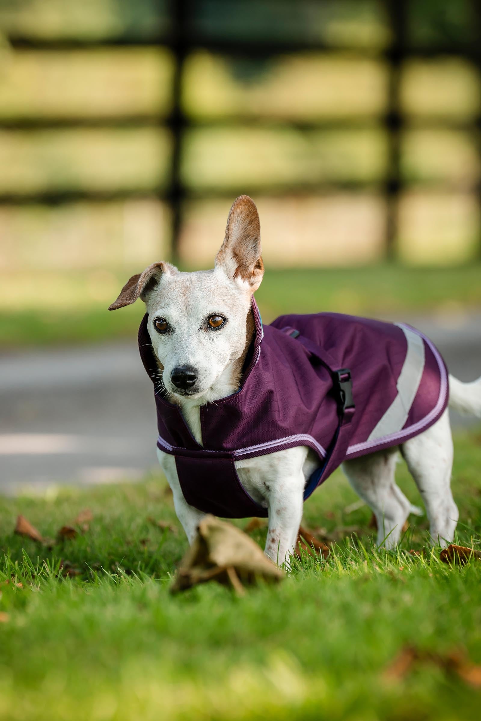 Bucas Freedom Dog Rug, 50g  (50-75 cm) Dog Accesories