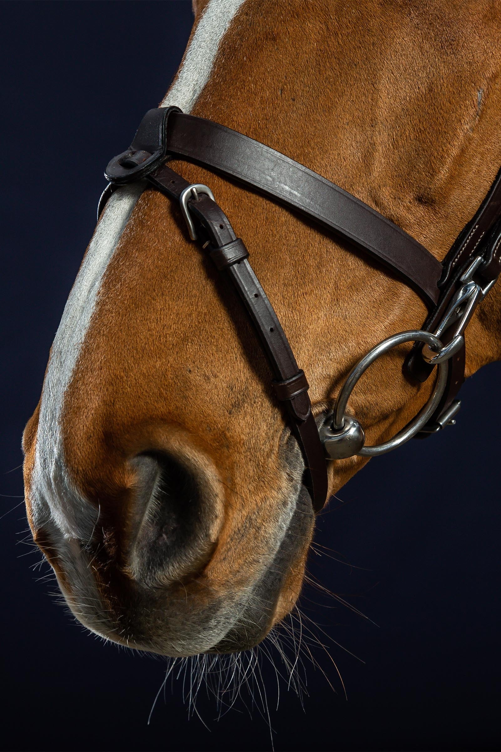 Dy'on Working Flat Leather Bridle With Snap Hooks Bridles & Reins