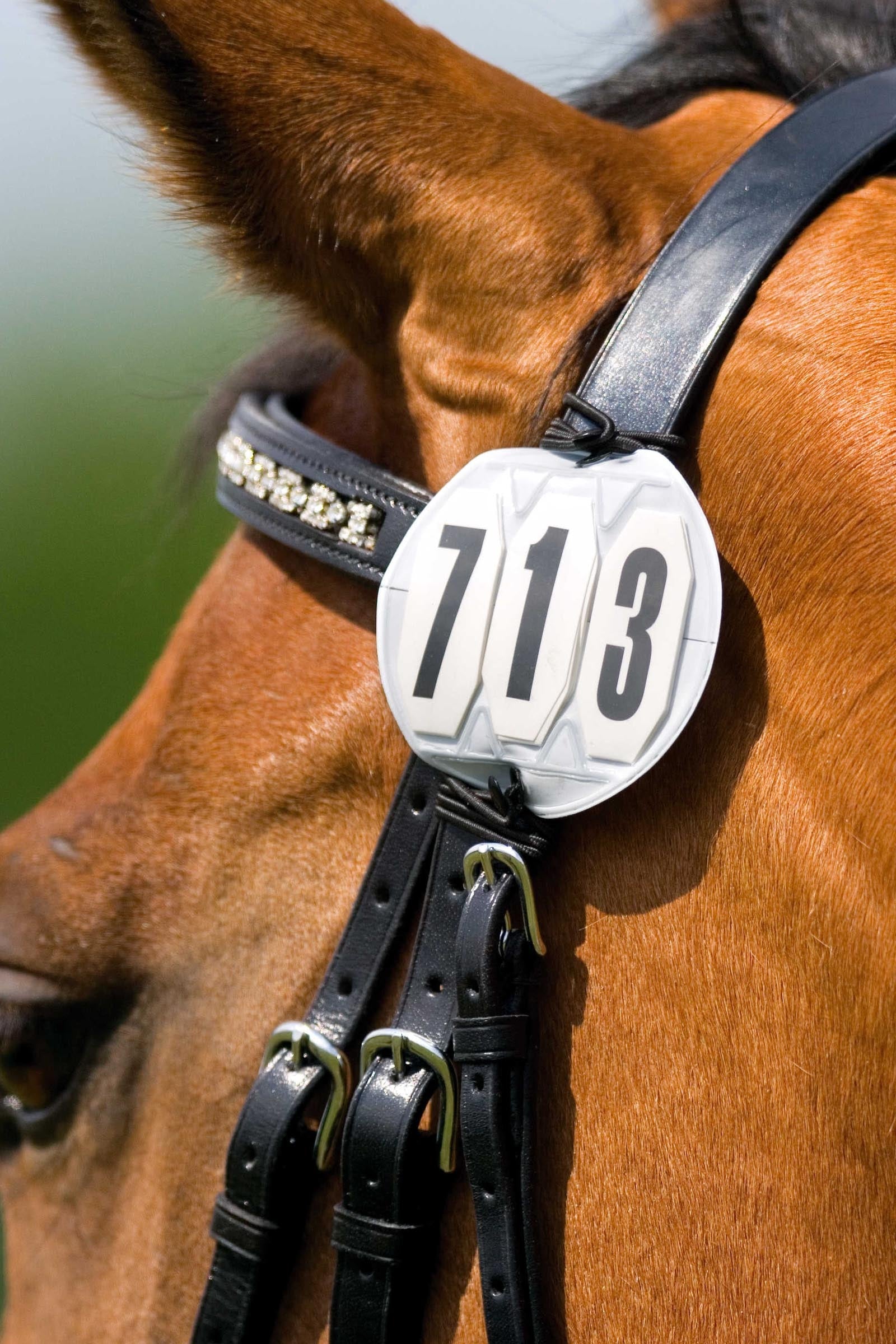 EQUITHÈME 3-stellige Startnummer, rund Damen Reitbekleidung