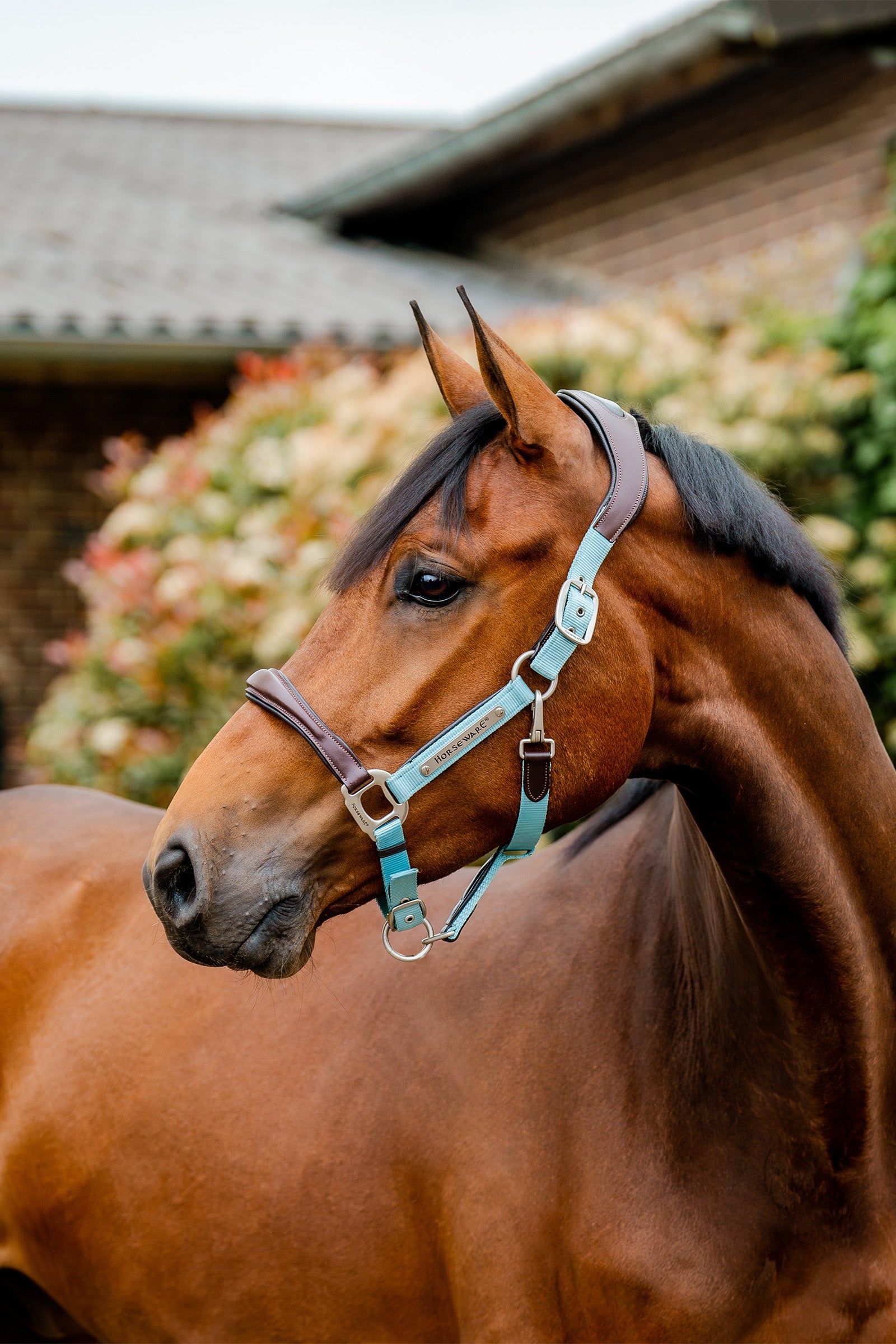 Horseware Signature Competition Headcollar Halters & Leads