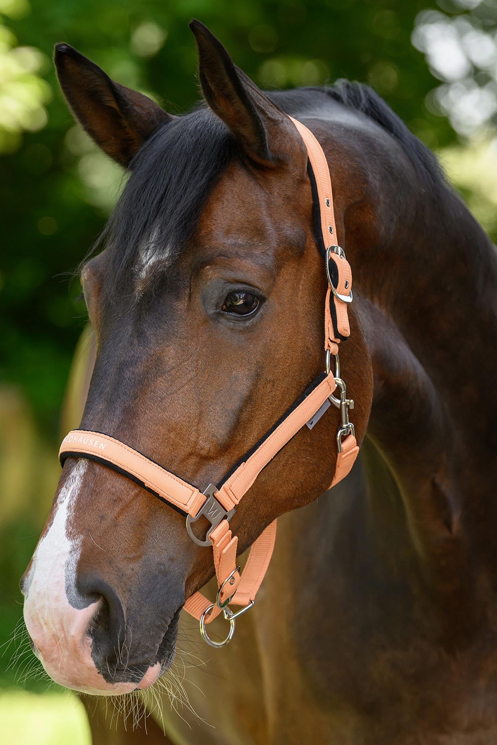 Waldhausen Athletic Halter Halters & Leads