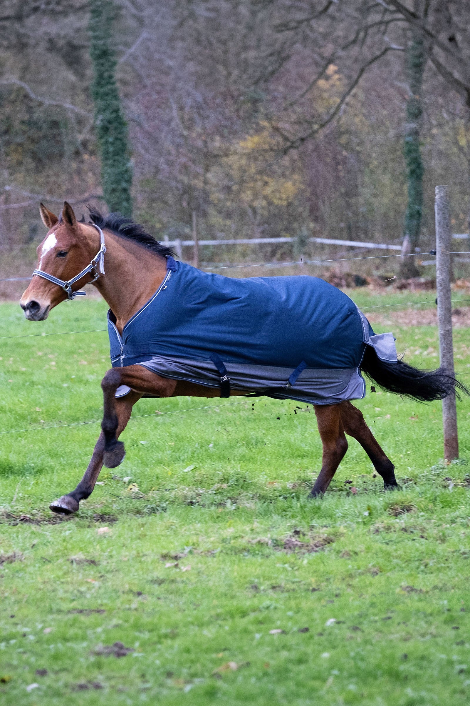 Equi Theme EQUITHÈME TYREX 600D Turnout Rug, 0 g Horse Rugs