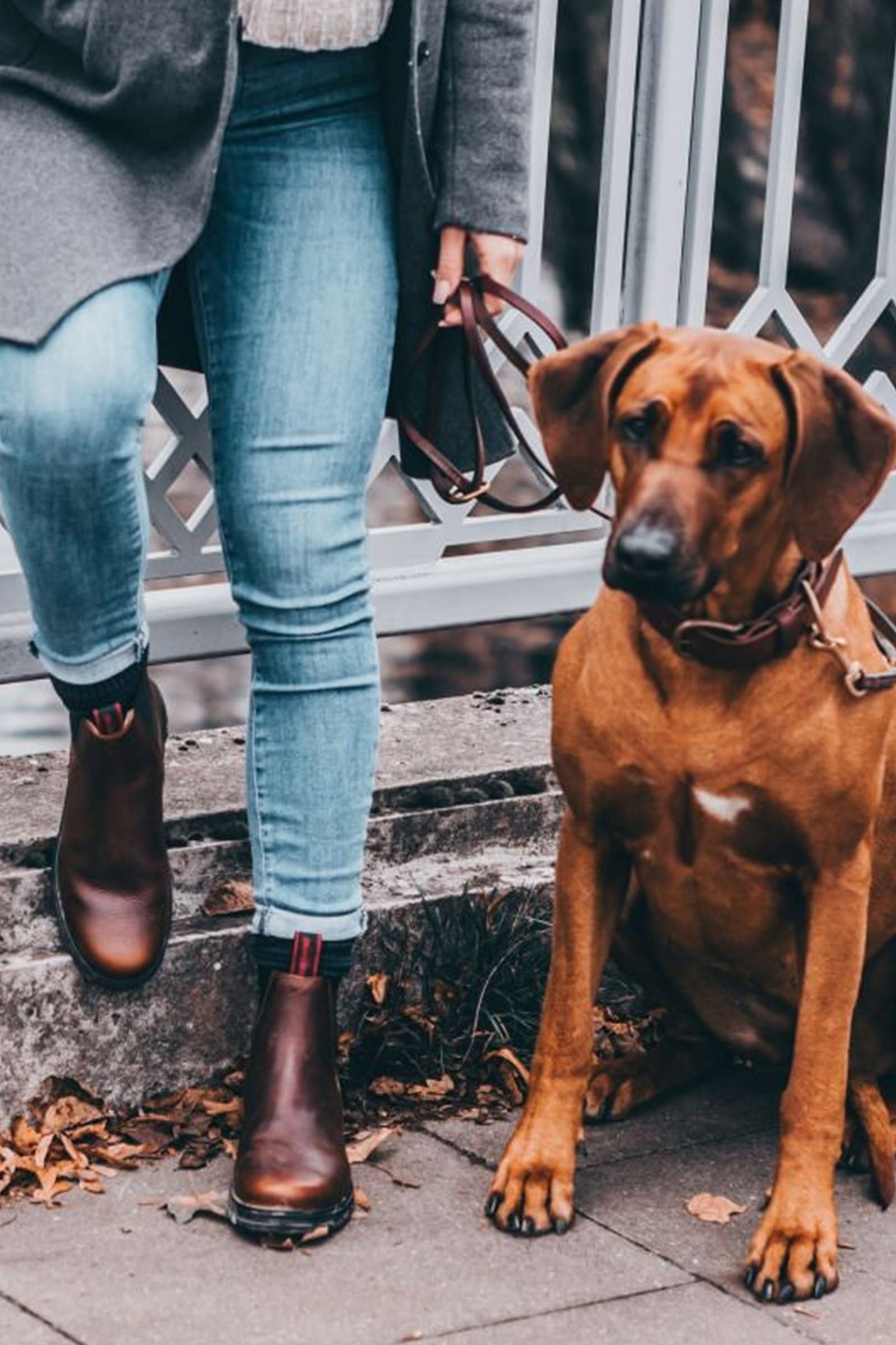 Suedwind Footwear 1888 Chelsea Jodhpur Boots Riding Boots & Riding Shoes