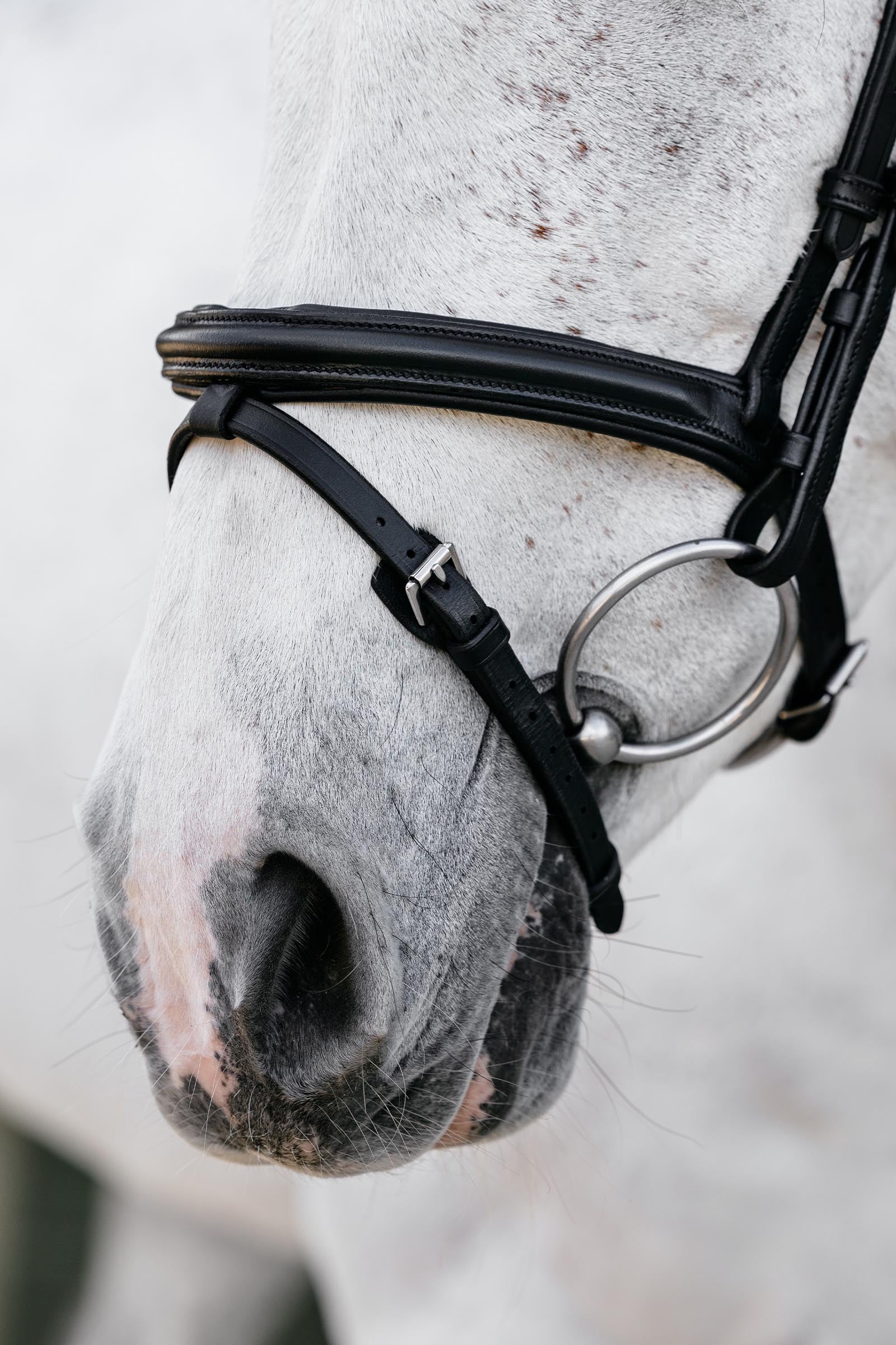 LeMieux Arika Flash Bridle Bridles & Reins