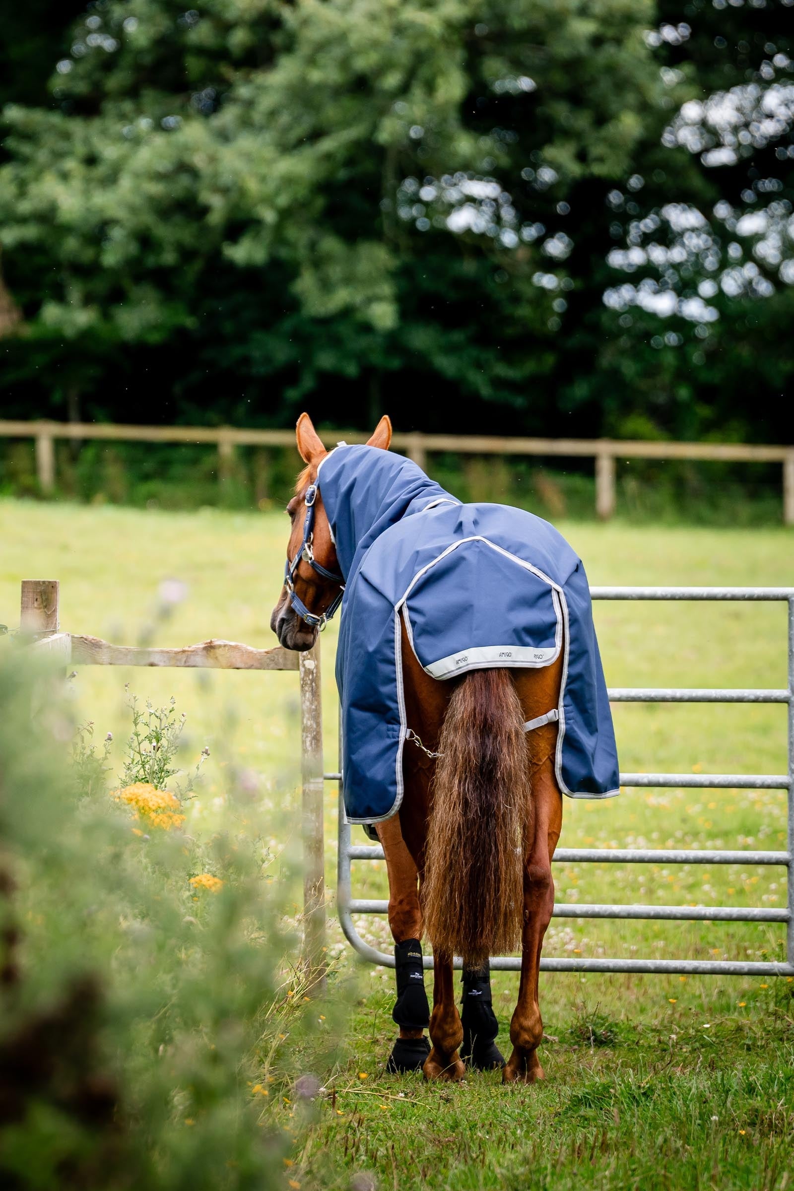 Horseware Amigo Bravo 12 Plus Bundle Turnout Rug 50g, With 2 Liners Horse Rugs