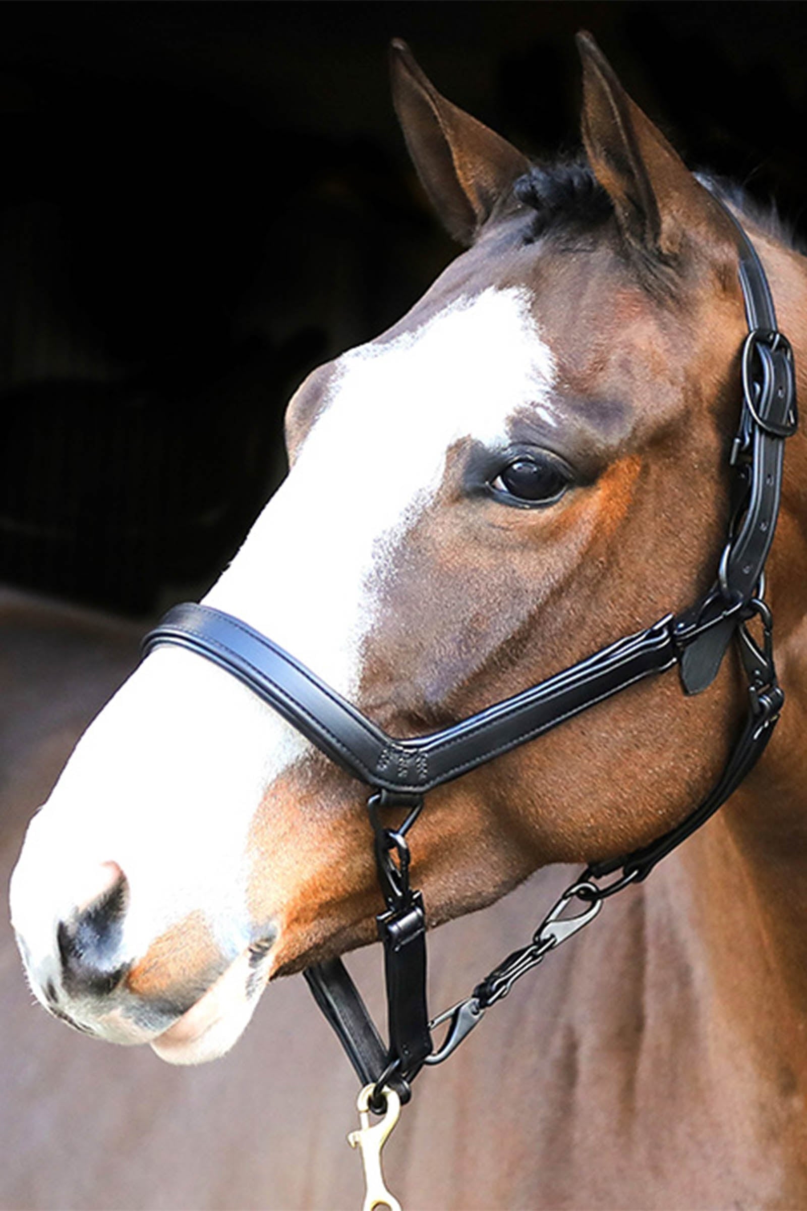 Liveryman Lederhalfter für Pferdeschur Schneiden & Scheren