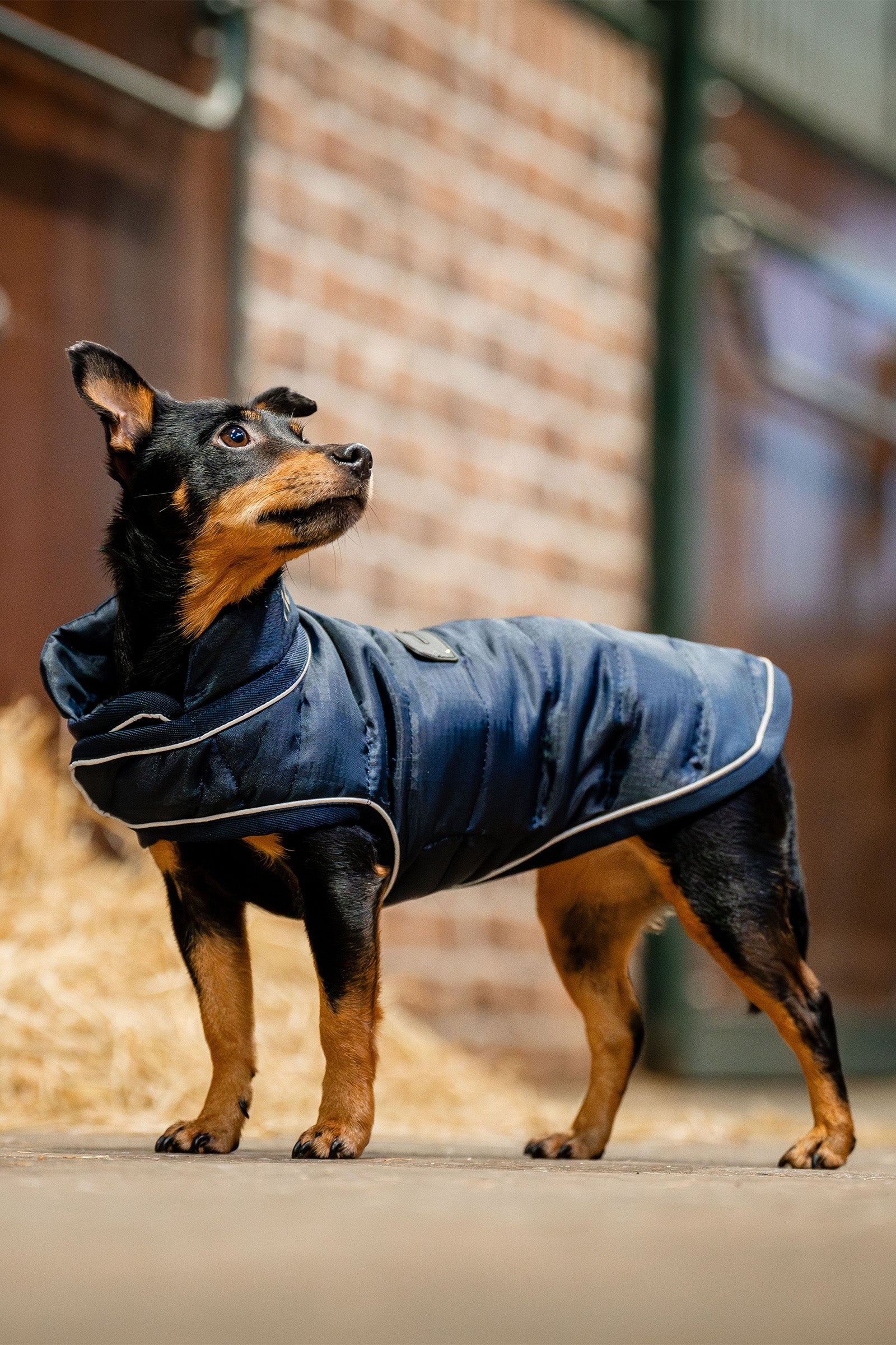 Horseware Signature Hundemantel Hund